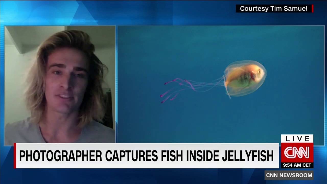 クラゲの中に入り込んで泳ぐ魚をオーストラリアの写真家が撮影
