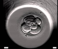 見て学ぶ生物学：生命の始まり　～ 受精 ～
