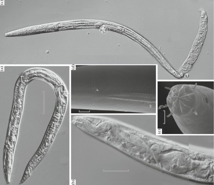 シベリアで凍っていた線虫が4万2千年ぶりに生き返る