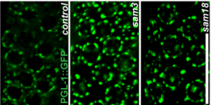 Image J Fiji のダウンロード方法 インストール方法と使い方 日本の科学と技術日本の科学と技術