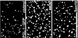 Image J Fiji のダウンロード方法 インストール方法と使い方 日本の科学と技術日本の科学と技術